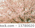Cherry Blossoms	 13780020