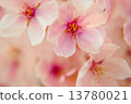 Cherry Blossoms	 13780021