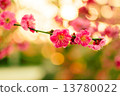 plum	 13780022
