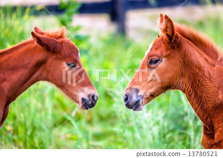 Two colts 13780521