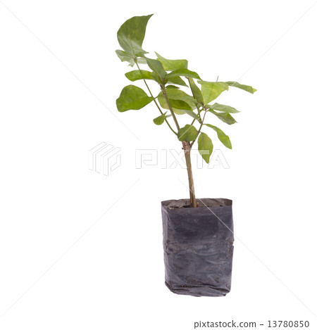 Small tree in planting bag isolated on white background Small tree in planting bag isolated on white background 13780850