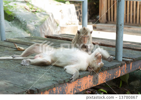 Monkey search for louse on another monkey Monkey search for louse on another monkey 13780867