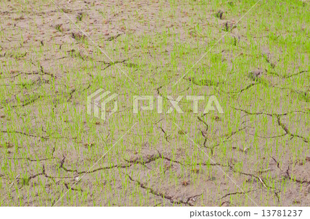 Rice Field in Thailand Rice Field in Thailand 13781237