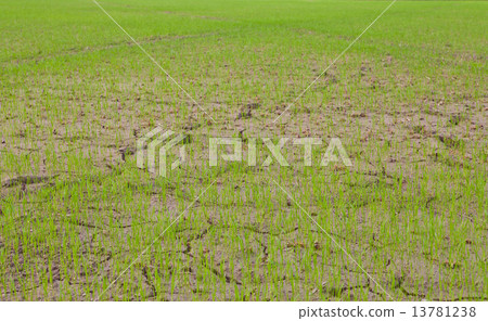 Rice Field in Thailand Rice Field in Thailand 13781238