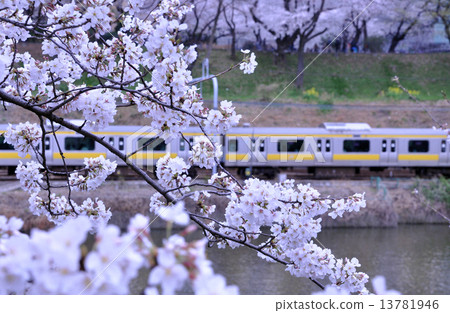 Train over cherry blossoms from Odori street Train over cherry blossoms from Odori street 13781946