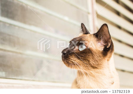 Brown cat with bright eyes 13782319