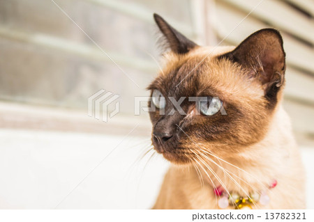 Brown cat 13782321