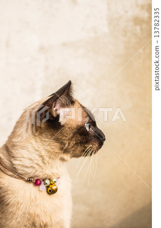 Gray cat looking items 13782335
