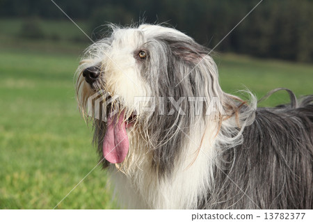 Portrait of beautiful bearded collie Portrait of beautiful bearded collie 13782377