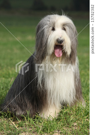 Amazing Bearded collie sitting Amazing Bearded collie sitting 13782382