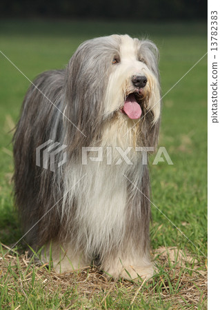 Beautiful bearded collie standing in the nature Beautiful bearded collie standing in the nature 13782383