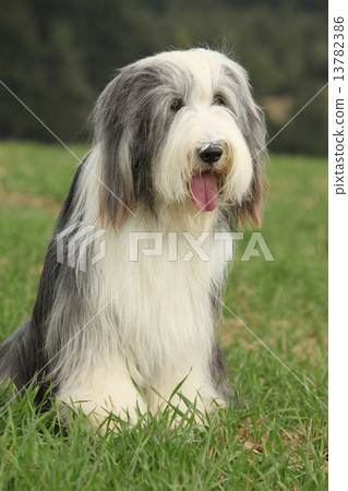 Amazing Bearded collie sitting Amazing Bearded collie sitting 13782386