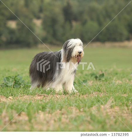 Beautiful bearded collie standing in the nature Beautiful bearded collie standing in the nature 13782395