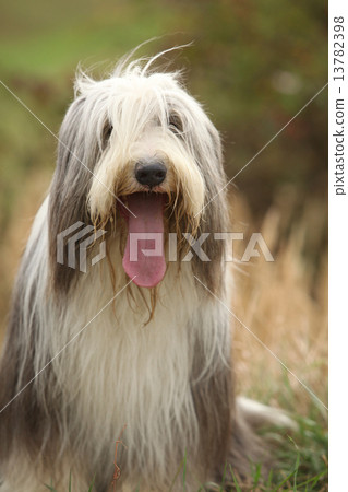 Amazing Bearded collie sitting Amazing Bearded collie sitting 13782398