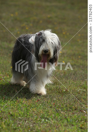 Beautiful bearded collie standing in the nature Beautiful bearded collie standing in the nature 13782403