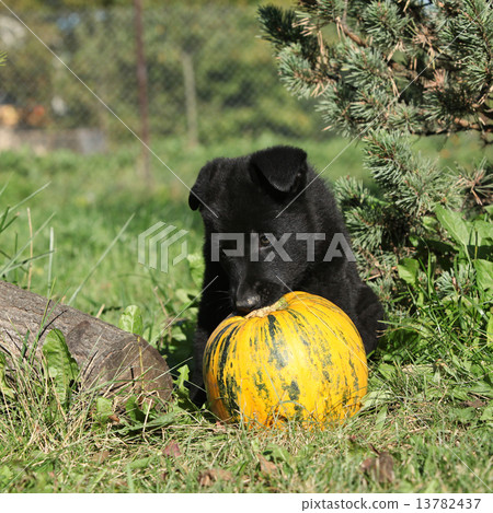Amazing puppy of German shepherd with pumpkin Amazing puppy of German shepherd with pumpkin 13782437