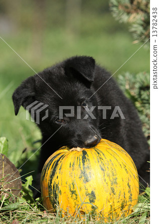 Amazing puppy of German shepherd with pumpkin Amazing puppy of German shepherd with pumpkin 13782438