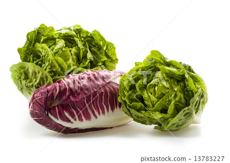 Fresh organic lettuce hearts Fresh organic lettuce hearts 13783227