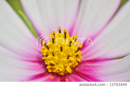 macro yellow pistil macro yellow pistil 13783849