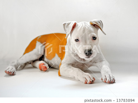 American Staffordshire 13783894