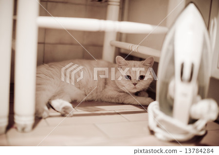 Cat lying under chair behind iron on floor looking Cat lying under chair behind iron on floor looking 13784284