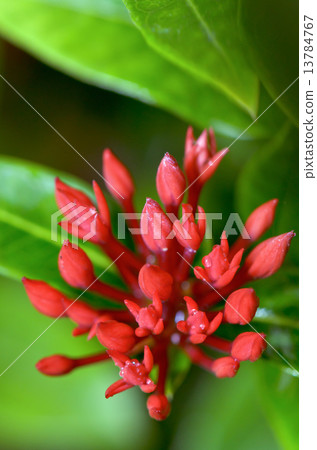 Red buds flower of Ixora chinensis Lamk 13784767