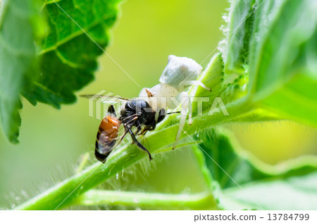 White Crab Spider eating a bee White Crab Spider eating a bee 13784799