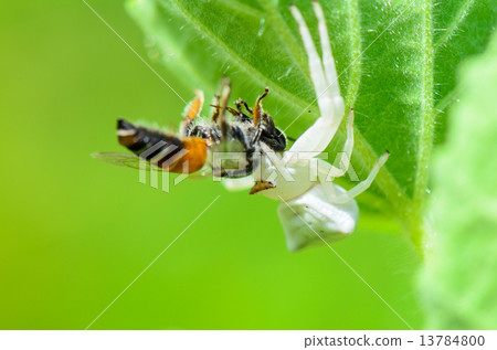 White Crab Spider eating a bee 13784800