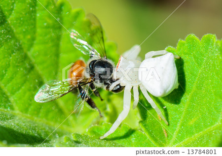 White Crab Spider eating a bee 13784801
