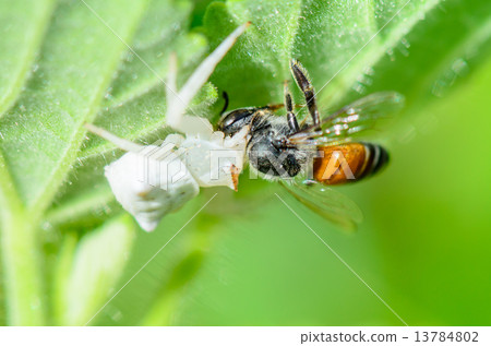 White Crab Spider eating a bee 13784802