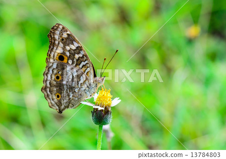 Lemon Pansy, Close up of a brown butterfly 13784803