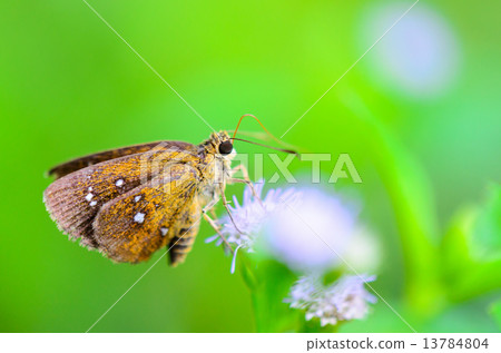 Chestnut Bob or lambrix salsala, Close up small brown butterfly 13784804