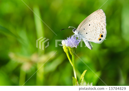 Cycad Blue or Plains Cupid butterfly ( Chilades pandava) 13784829