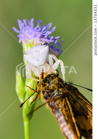 White Crab Spider on flower White Crab Spider on flower 13784831