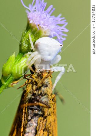 White Crab Spider on flower White Crab Spider on flower 13784832