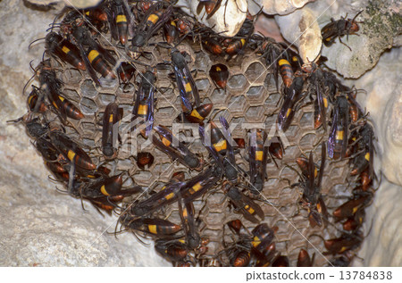 Nest of Lesser banded hornet (Vespa affinis) 13784838