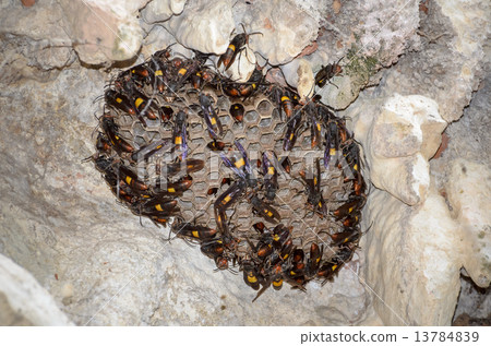 Nest of Lesser banded hornet (Vespa affinis) 13784839