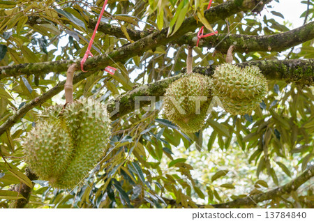 Durian on tree King of fruits in Thailand 13784840