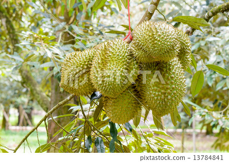 Durian on tree King of fruits in Thailand 13784841