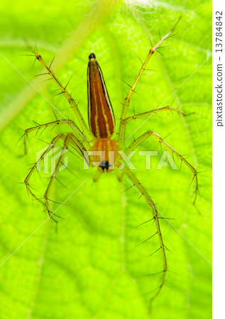 Male Lynx Spider 13784842