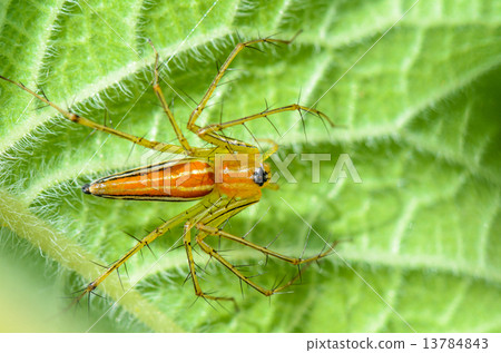 Male Lynx Spider 13784843