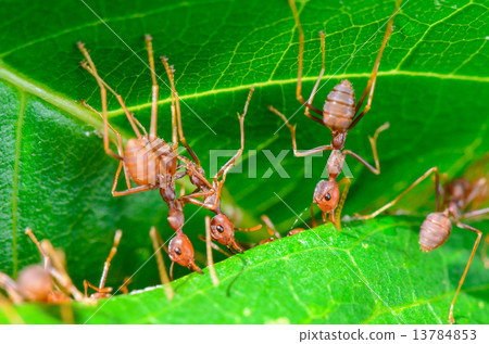 Weaver Ants or Green Ants (Oecophylla smaragdina) Weaver Ants or Green Ants (Oecophylla smaragdina) 13784853