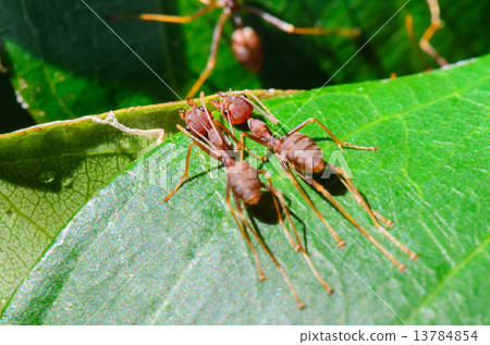 Weaver Ants or Green Ants (Oecophylla smaragdina) Weaver Ants or Green Ants (Oecophylla smaragdina) 13784854