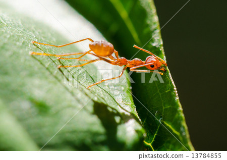 Weaver Ants or Green Ants (Oecophylla smaragdina) Weaver Ants or Green Ants (Oecophylla smaragdina) 13784855