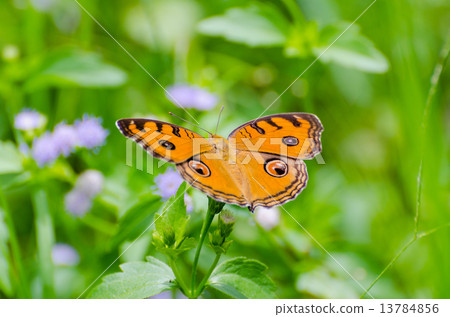 Peacock pansy butterfly 13784856