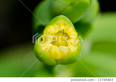 Limnocharis flava or Yellow Burr Head flower Limnocharis flava or Yellow Burr Head flower 13784863