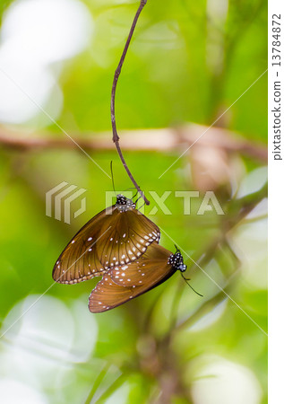 Black Kaiser butterfly ( Penthema binghami ) 13784872