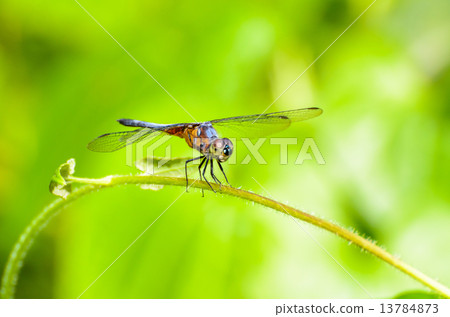 Front view of a dragonfly Front view of a dragonfly 13784873