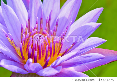 Close up pollen of purple lotus ( Nymphaea Nouchali ) 13784879
