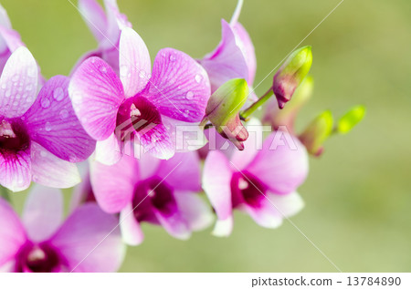 Dendrobium orchid hybrids is white and pink stripes Dendrobium orchid hybrids is white and pink stripes 13784890
